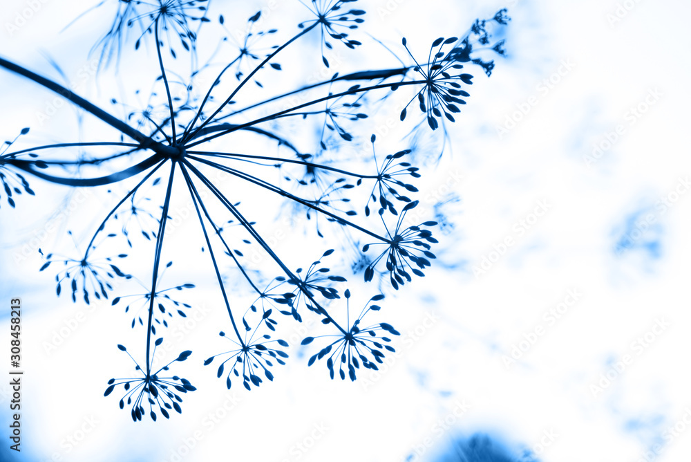 Obraz premium flower and dill plant close-up toned in trendy blue color. Trendy color concept of the year, classic blue background.