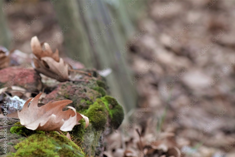 autumn leaves and tied stones autumn leaves and tied stones