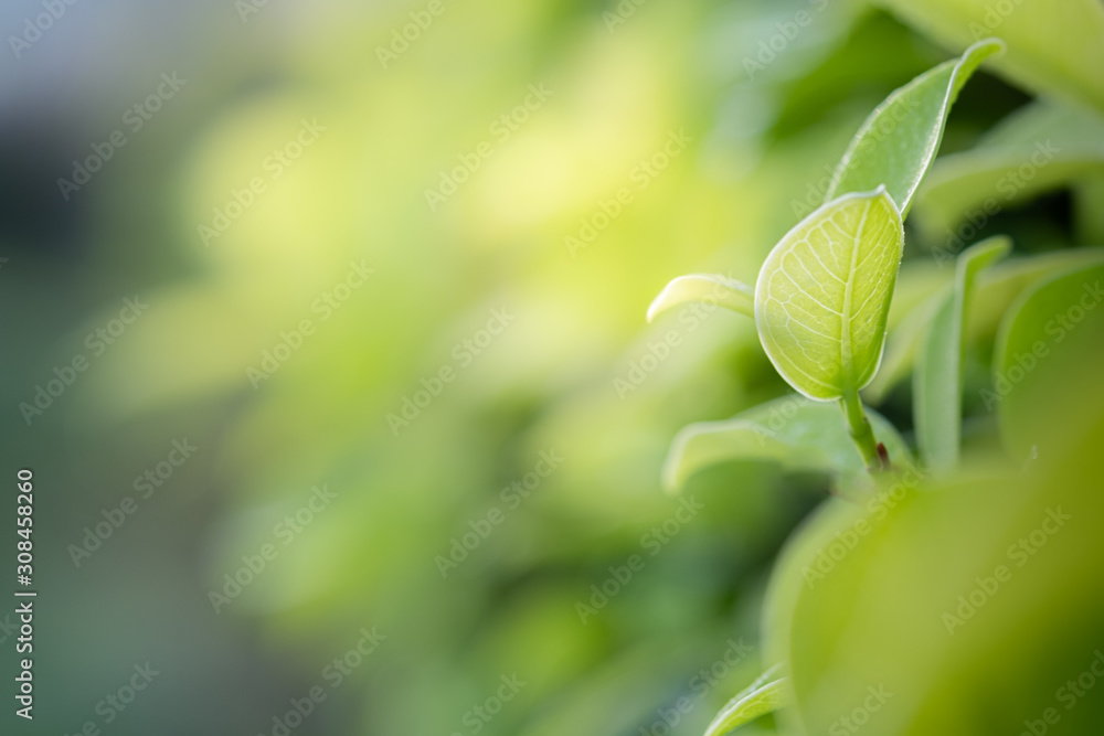 Closeup beautiful view of nature green leaves on blurred greenery tree background with sunlight in public garden park. It is landscape ecology and copy space for wallpaper and backdrop. Closeup beautiful view of nature green leaves on blurred greenery tree background with sunlight in public garden park. It is landscape ecology and copy space for wallpaper and backdrop.