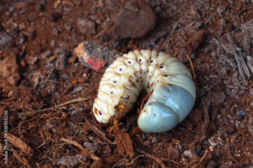 Scarabiform larva (Coleoptera, Melolonthidae) found in the soil. photo