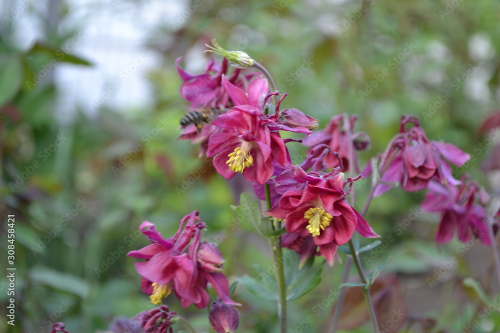Flower garden, bed. Nice spring day. Beautiful flowers. Sunny. Aquilégia, grassy perennial plants(Ranunculaceae). Pink inflorescences Flower garden, bed. Nice spring day. Beautiful flowers. Sunny. Aquilégia, grassy perennial plants(Ranunculaceae). Pink inflorescences