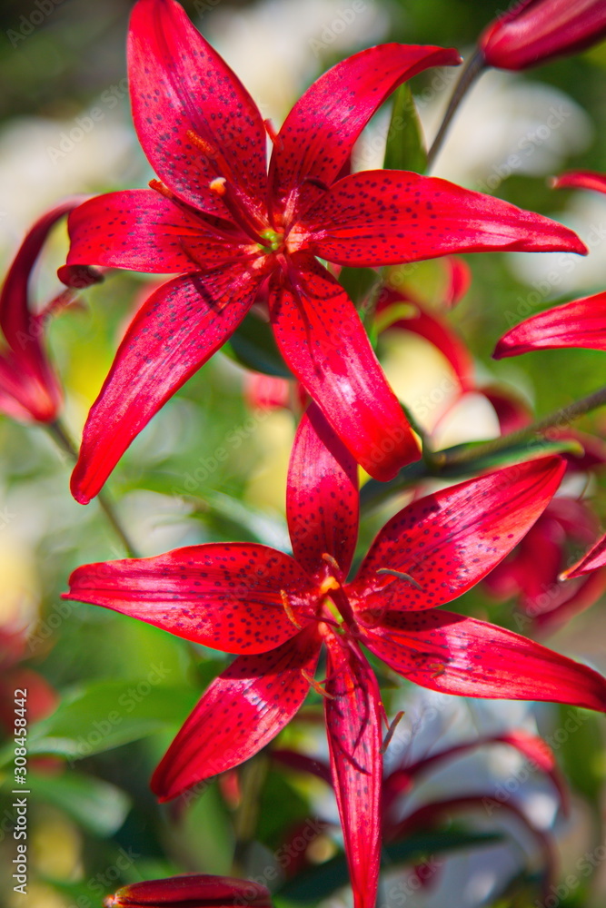 Fototapeta premium red flower in the garden