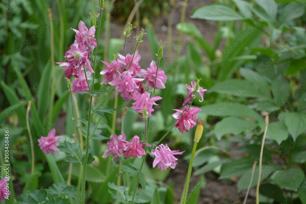 Flower garden, flower bed. Nice spring day. Beautiful spring flowers. Sunny. Aquilégia, grassy perennial plants(Ranunculaceae). Pink inflorescences Flower garden, flower bed. Nice spring day. Beautiful spring flowers. Sunny. Aquilégia, grassy perennial plants(Ranunculaceae). Pink inflorescences