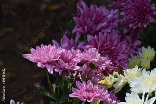 pink flowers in the garden