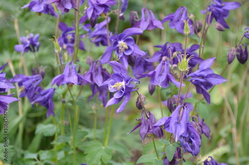 Aquilégia, grassy perennial plants of the Snake family (Ranunculaceae). Beautiful spring flowers. Bell Blue, purple inflorescences. Horizontal photo