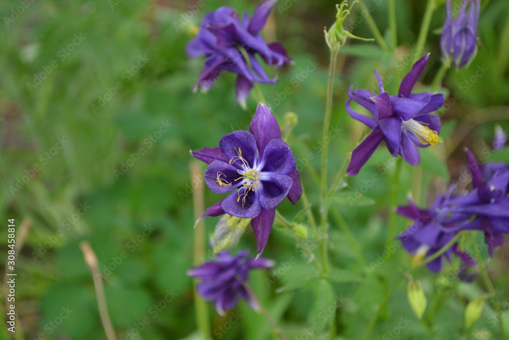 Beautiful spring flowers. Garden Bell Aquilégia, grassy perennial plants of the Snake family (Ranunculaceae). Blue, purple inflorescences. Garden plants. Horizontal photo