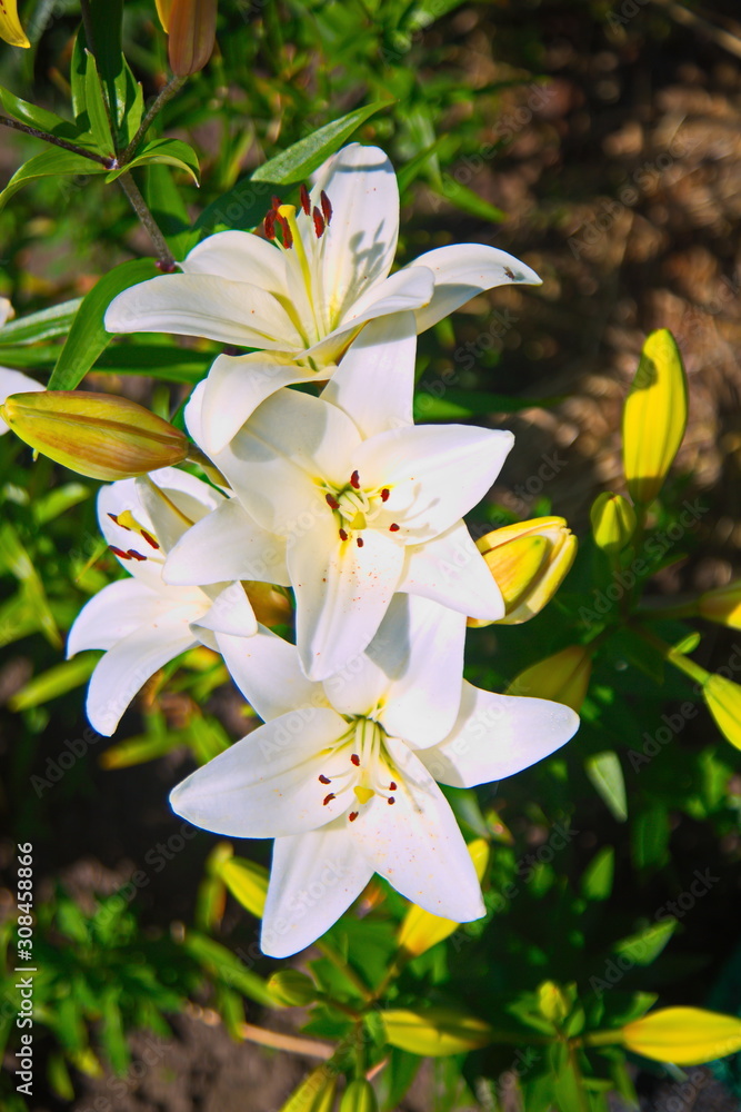 Fototapeta premium lily of the valley