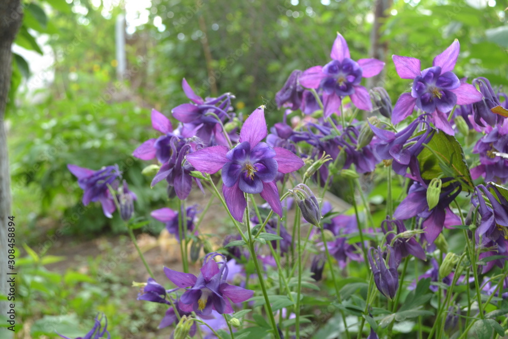 Beautiful spring flowers. Green bushes. Aquilégia, grassy perennial(Ranunculaceae). Blue, purple. Horizontal. Garden Bell