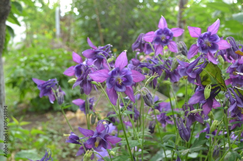 Beautiful spring flowers. Green bushes. Aquil  gia  grassy perennial Ranunculaceae . Blue  purple. Horizontal. Garden Bell