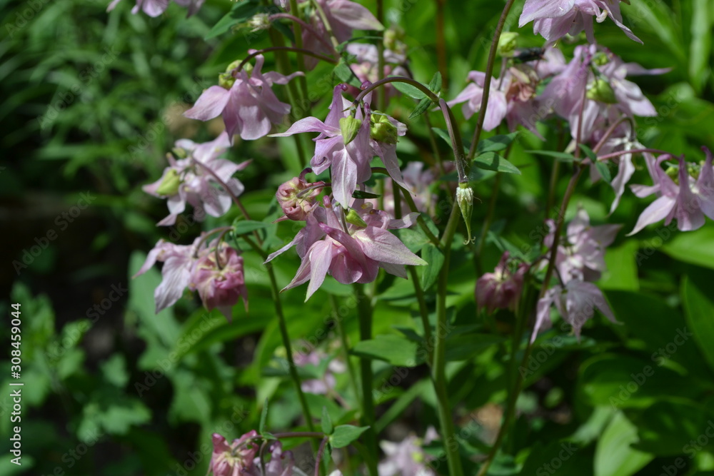 Cute Bell. Flower garden, home flower bed. Beautiful spring flowers. Green bushes, branches. Aquilégia, grassy perennial plants(Ranunculaceae). Pink inflorescences Cute Bell. Flower garden, home flower bed. Beautiful spring flowers. Green bushes, branches. Aquilégia, grassy perennial plants(Ranunculaceae). Pink inflorescences