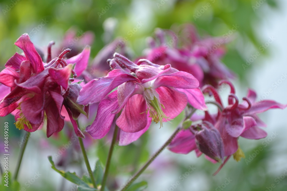 Flower garden, home flower bed. Nice spring day. Beautiful spring flowers. Sunny day. Aquilégia, grassy perennial plants(Ranunculaceae). Pink inflorescences
