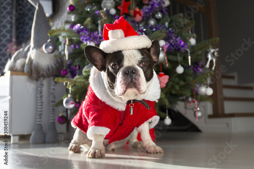 French bulldog in santa costume is sittng on the floor at the christmas tree © Patryk Kosmider