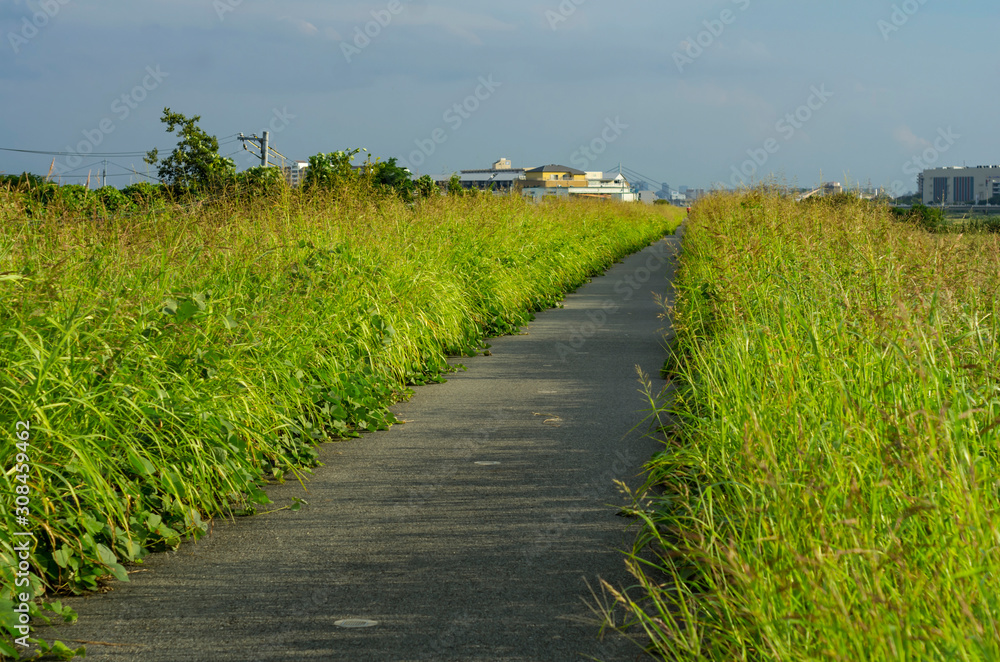 Obraz premium 猪名川河川敷・土手道