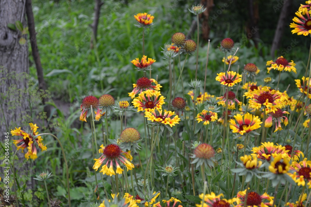 Sunny day. Green bushes, thin branches. Gaillardia. G. hybrida Fanfare. Unusual petals. Flowerbed with flowers. Green leaves. Bright yellow flowers