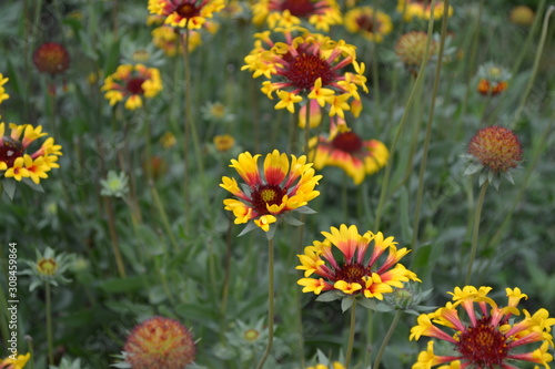 Beautiful summer flowers. Flower garden, home flower bed. Sunny day. Green bushes, thin branches. Gaillardia. G. hybrida Fanfare. Unusual petals. Flowerbed with flowers. Bright yellow flowers