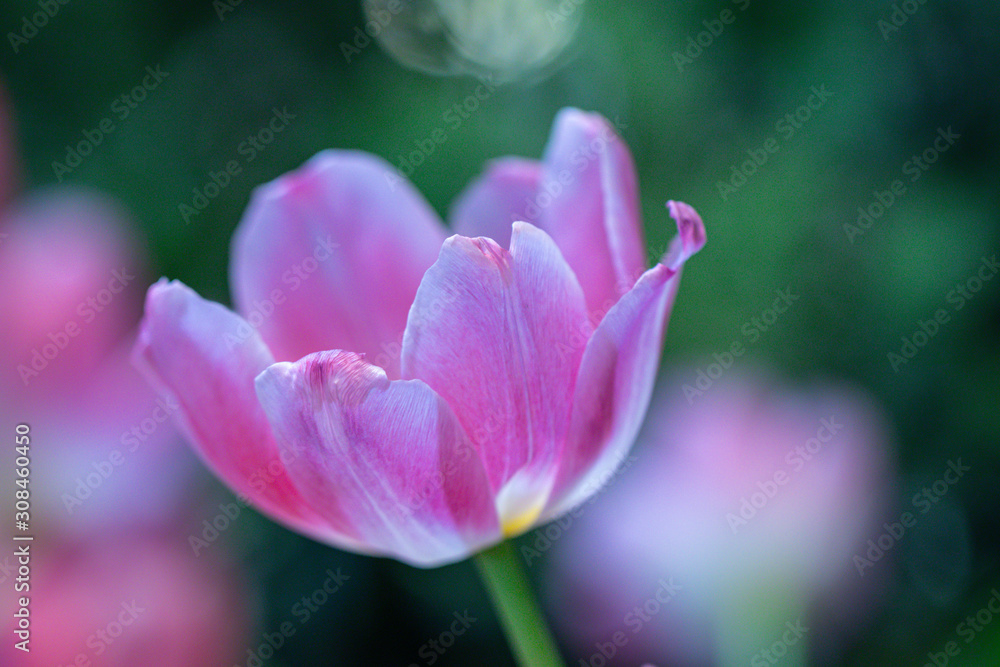 Blurred beautiful a rose pink tulip flower in nature background.Flowers soft blur colors sweet tone background.
