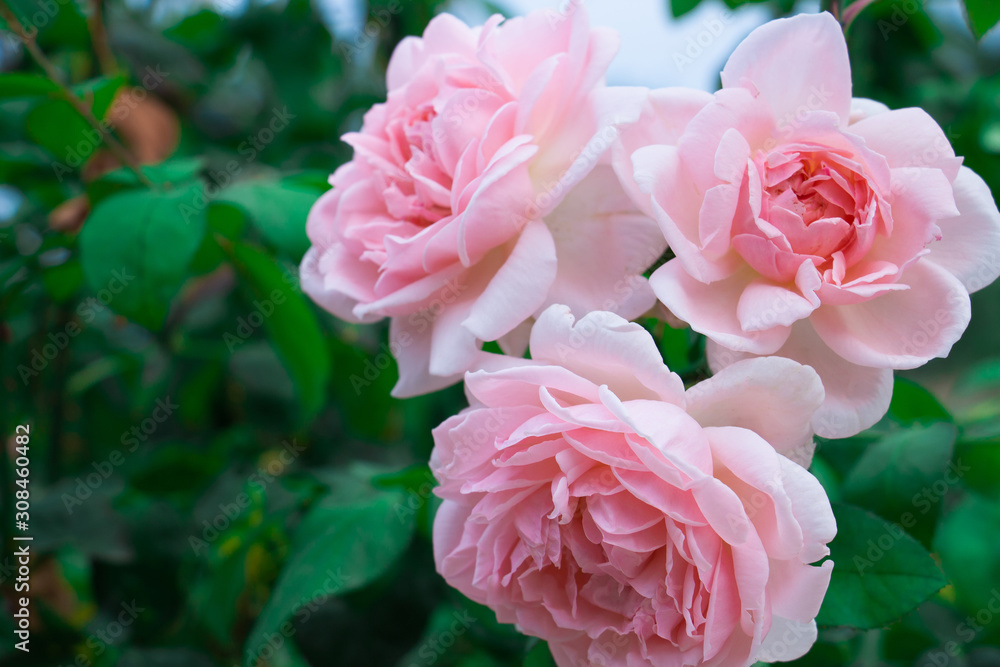 pink rose in the garden pink rose in the garden