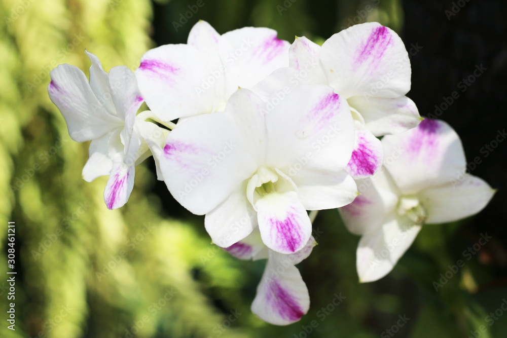 Beautiful purple orchid - phalaenopsis flower Beautiful purple orchid - phalaenopsis flower
