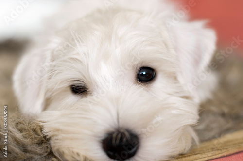 Muzzle, portrait of a puppy close-up. He is white, with a sly expression on his face. Horizontal photo with shallow depth of field