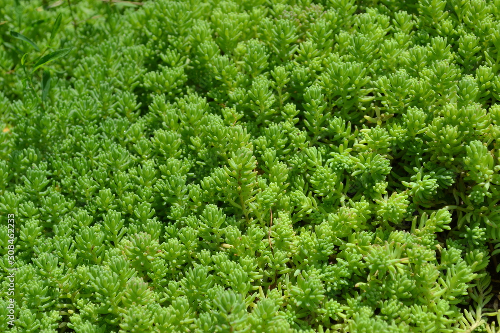 Home garden, flower bed. Gentle green plant. Sedum. Stonecrop. Hare cabbage. Green moss. Decorative grassy Home garden, flower bed. Gentle green plant. Sedum. Stonecrop. Hare cabbage. Green moss. Decorative grassy