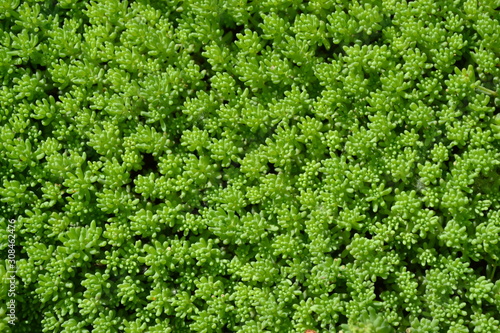 Sedum. Stonecrop. Home garden, flower bed. Gentle green plant. Hare cabbage