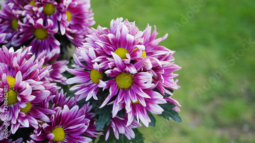 Pink chrysanthemum blooming in the garden.