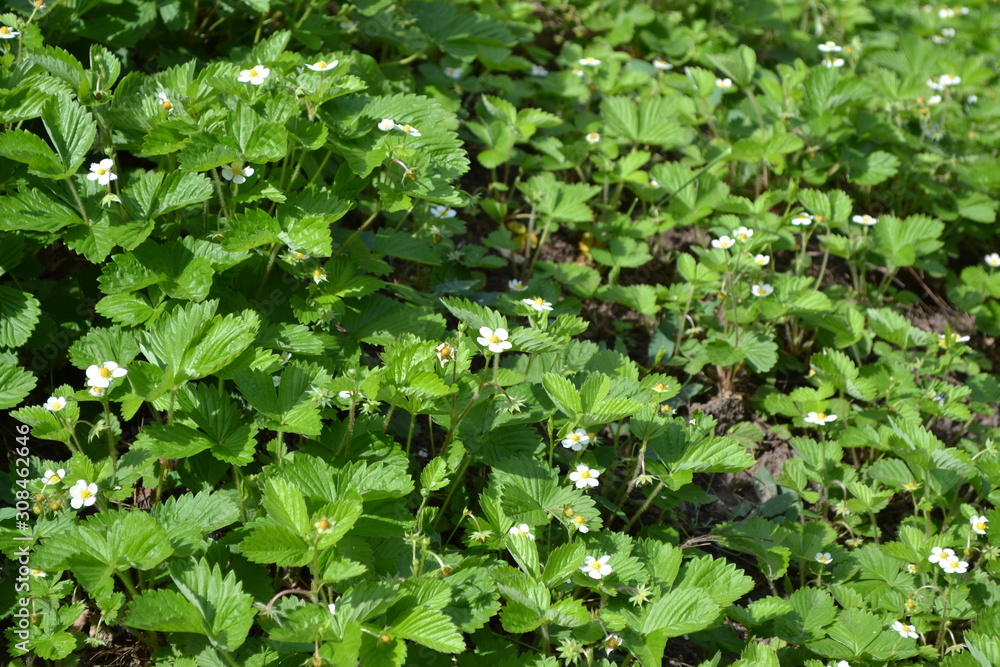 Fototapeta premium Strawberries. Fragaria vesca. Home garden, flower bed. Useful green plant. Tasty and healthy. Bushes of strawberry. Red juicy berries. Fragrant berries. Healing. Green leaves. Flowers strawberries