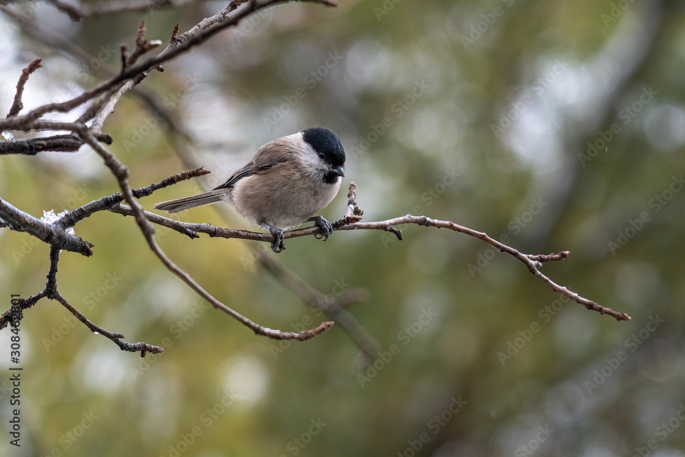 Fototapeta premium Close up of Marsh tit (Poecile palustris) Wildlife photo