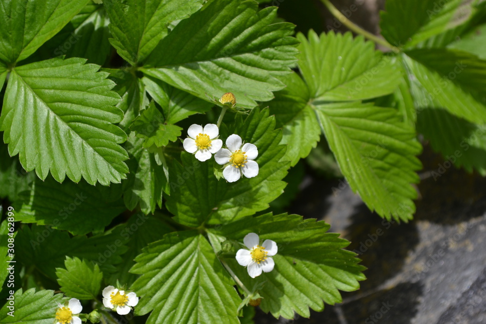 Home garden, flower bed. Useful green plant. Tasty and healthy. Strawberries. Fragaria vesca. Bushes of strawberry. Red berries. Flowers strawberries Home garden, flower bed. Useful green plant. Tasty and healthy. Strawberries. Fragaria vesca. Bushes of strawberry. Red berries. Flowers strawberries