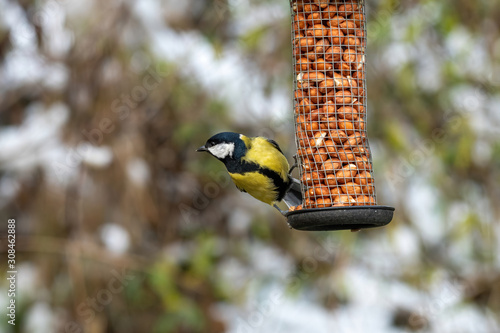 Great tit (Parus major) taking seeds from bird feeder © popovj2