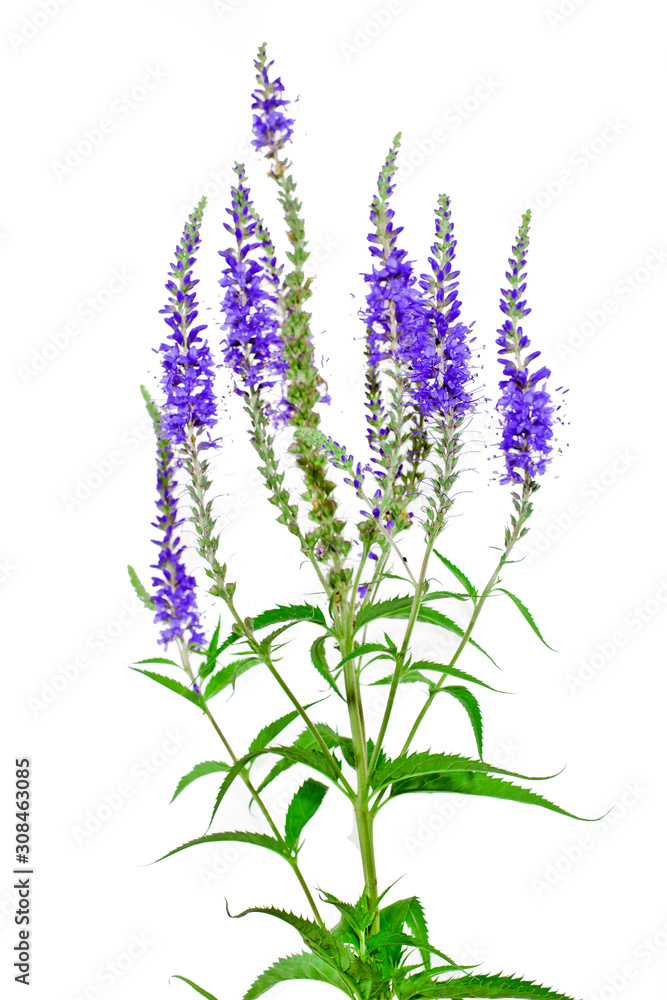 Obraz premium Veronica officinalis herb with flowers isolated on white background