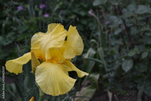 Home garden, flower bed. Iris. Perennial rhizomatous plant of the Iris family (Iridaceae). Luxurious yellow flower