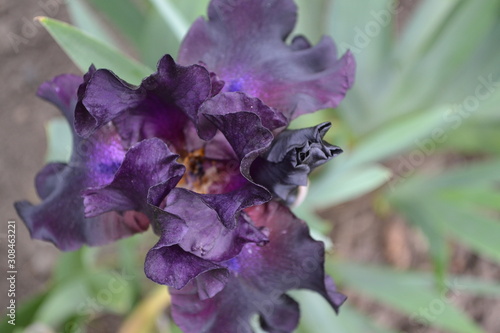 Home garden. Iris. Perennial rhizomatous plant of the Iris family (Iridaceae). Luxurious purple flower