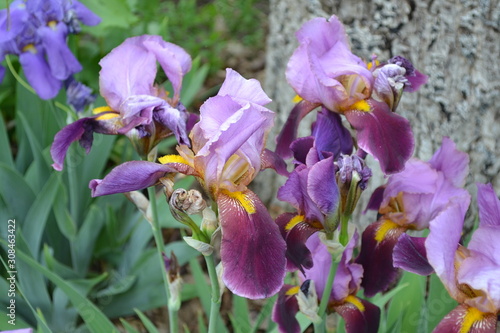 Home garden, flower bed. Iris. Perennial rhizomatous plant of the Iris family (Iridaceae). Beautiful summer flower. Sunny summer day. Green leaves. Luxurious bloom