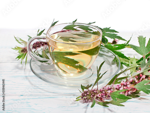 Mother wort (leonurus cardiaca) tea in a glass cup with fresh herbs on white wooden background photo