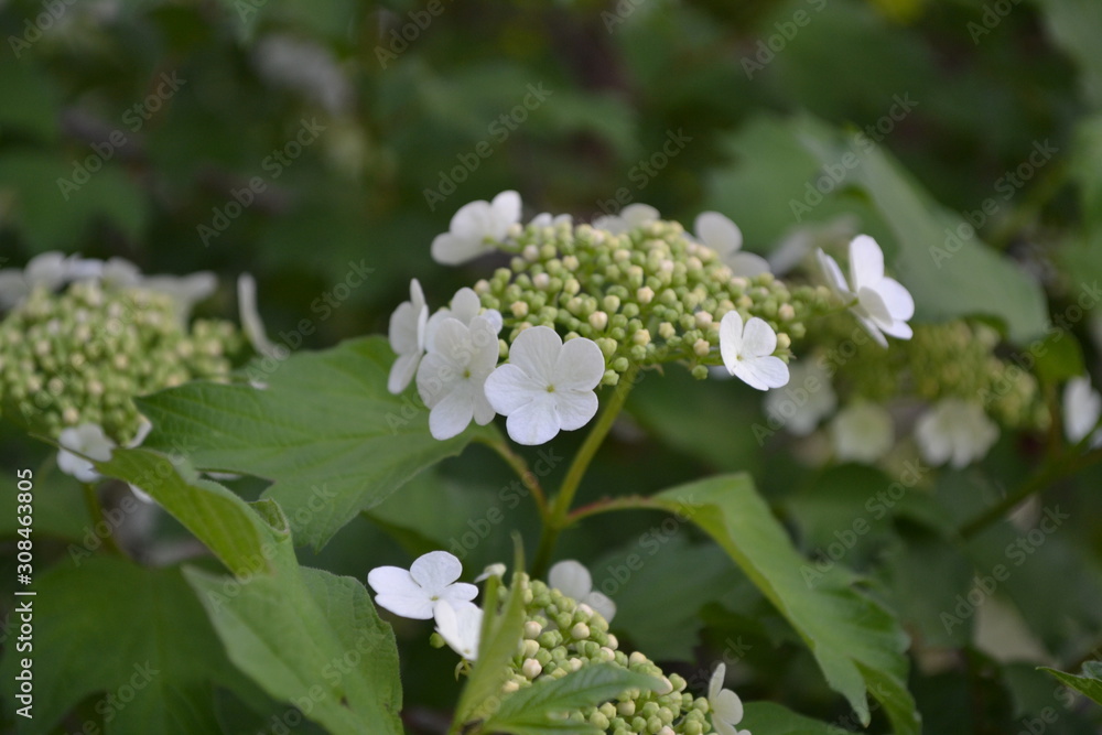 Viburnum, a genus of woody flowering plants Adoxaceae. Useful tree plant. Home garden. Medicinal fruits. White flowers Viburnum, a genus of woody flowering plants Adoxaceae. Useful tree plant. Home garden. Medicinal fruits. White flowers