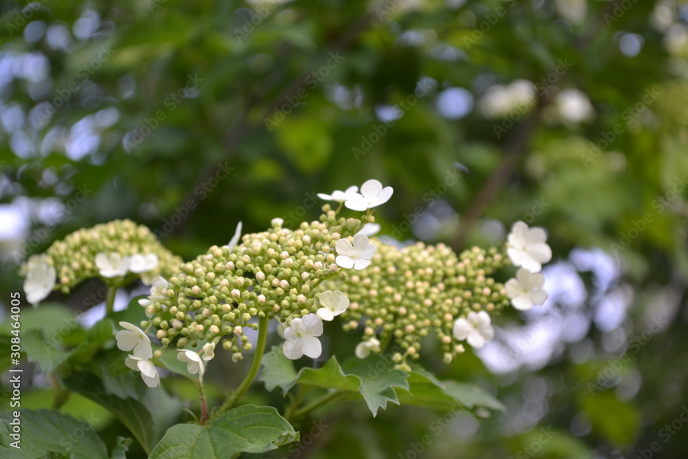 Home garden, flower bed. Viburnum, a genus of woody flowering plants Adoxaceae. Useful tree plant. Medicinal fruits. Red berries. White flowers
