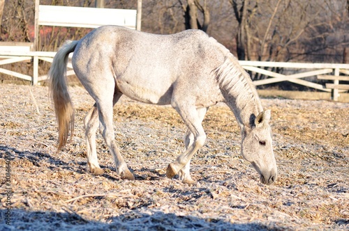 The grey horse looks for a place to  lie down