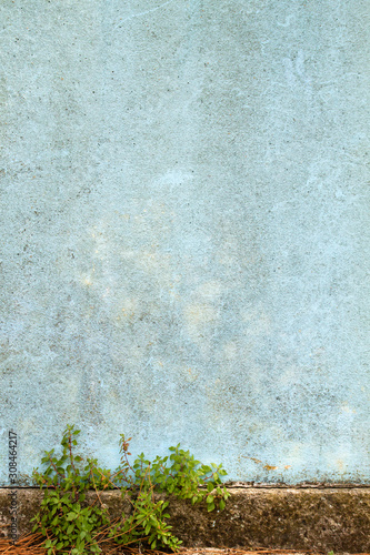 Wallpaper Mural Old blue wall with greenery growing on the base Torontodigital.ca