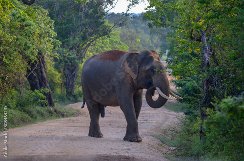 Elefant Safari Sri Lanka