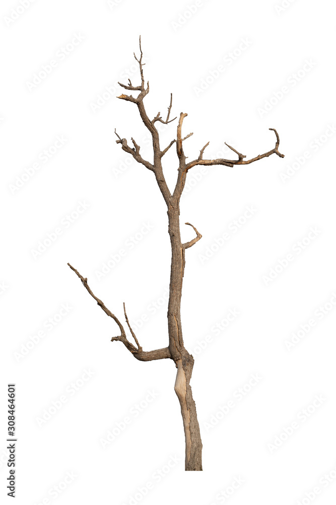 Dead tree on the white background Dead tree on the white background