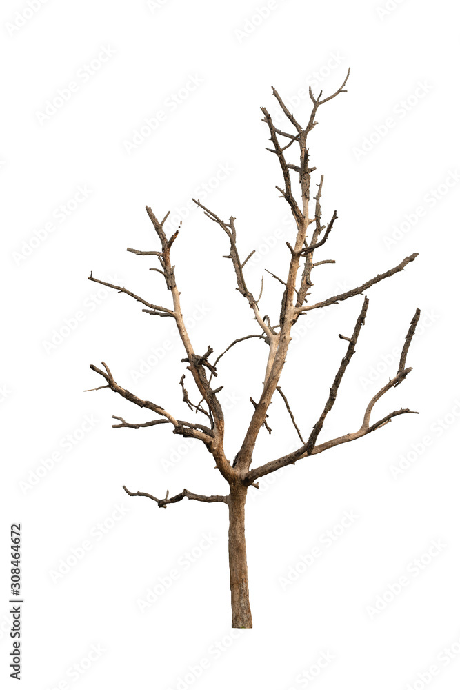 Dead tree on the white background Dead tree on the white background