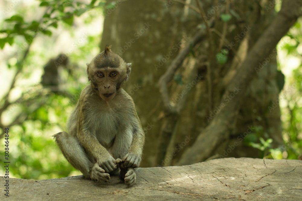 monkey lives in a natural forest conservation in Indonesia