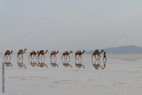 An evening camel caravan carrying salt from the Dallol mines on Lake Assal in Ethiopia.