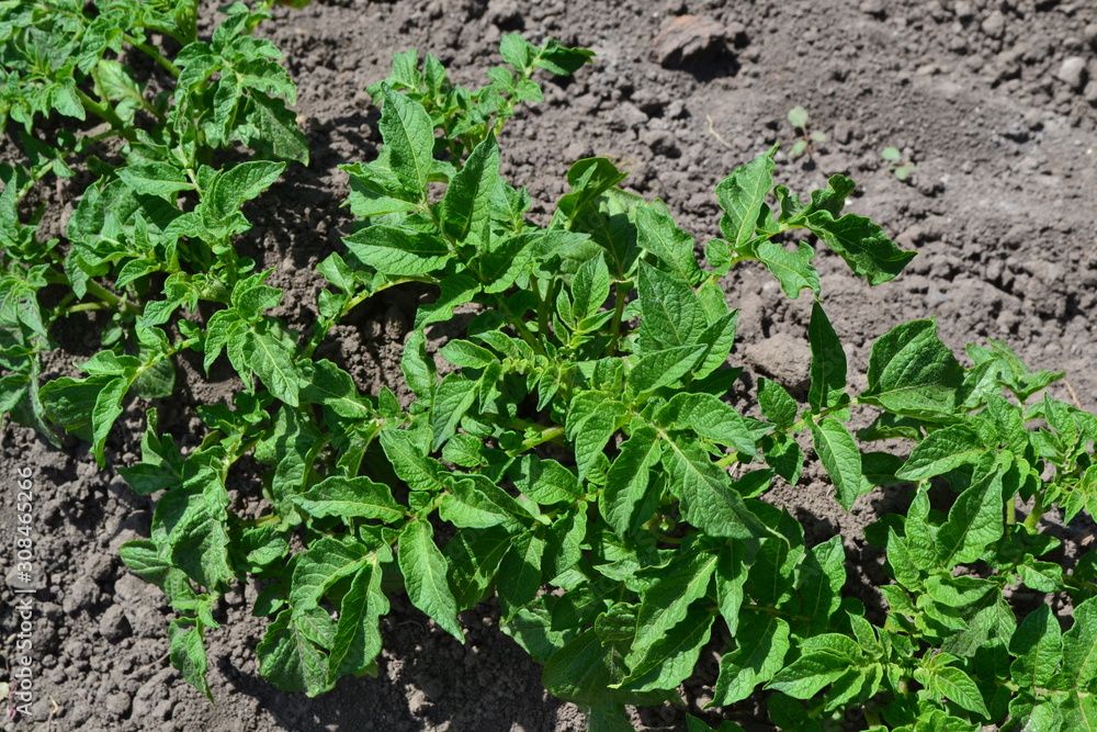 Field, farm, village, cultivated plants. Tasty and healthy. Potatoes. Type of perennial plants. Solanum tuberosum. Colorado beetles, Leptinotarsa decemlineata