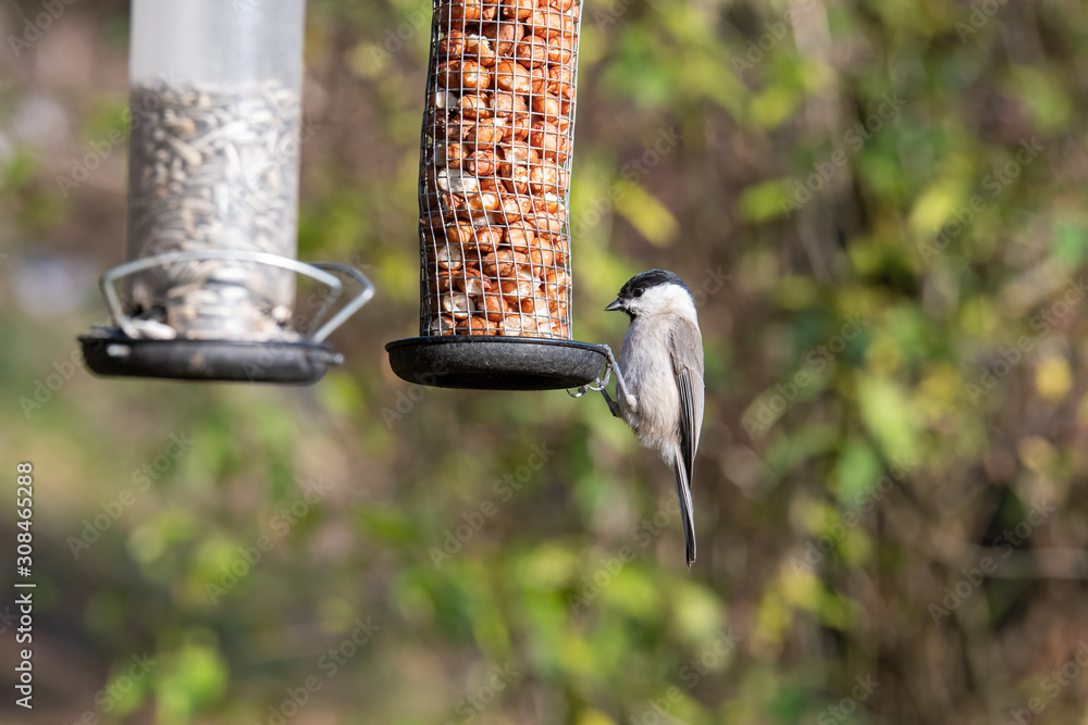 Naklejka premium Close up of Marsh tit (Poecile palustris) Wildlife photo