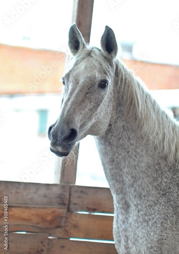 Grey horse in front of the fence