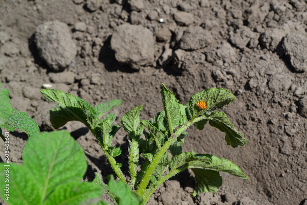 Natural homemade products. Field, farm, village, cultivated. Potatoes. Solanum tuberosum. Colorado beetles, Leptinotarsa decemlineata Natural homemade products. Field, farm, village, cultivated. Potatoes. Solanum tuberosum. Colorado beetles, Leptinotarsa decemlineata