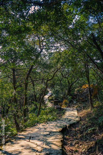 Jungle hiking path through the woods