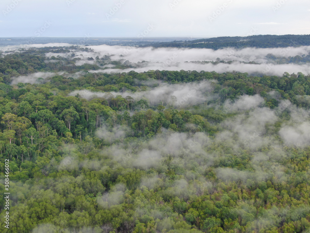 Aerial view foggy and misty morning green landscape of tropical mangroves and Borneo Rain Forest in Sabah Borneo, Malaysia. Sustainable and biodiversity mangrove forest reserve.